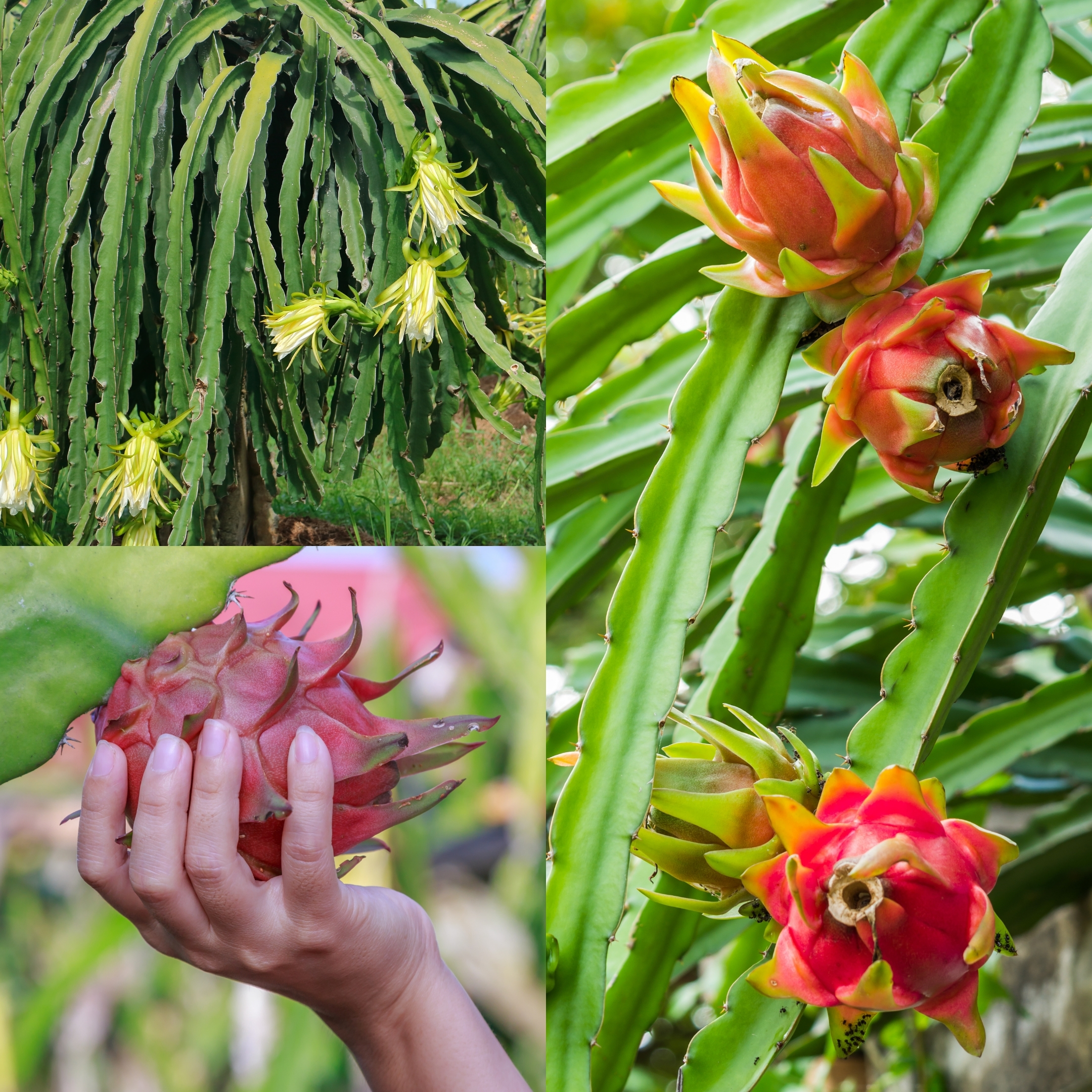 Dragon Fruit - Plant (Pink Flesh) - Image 5