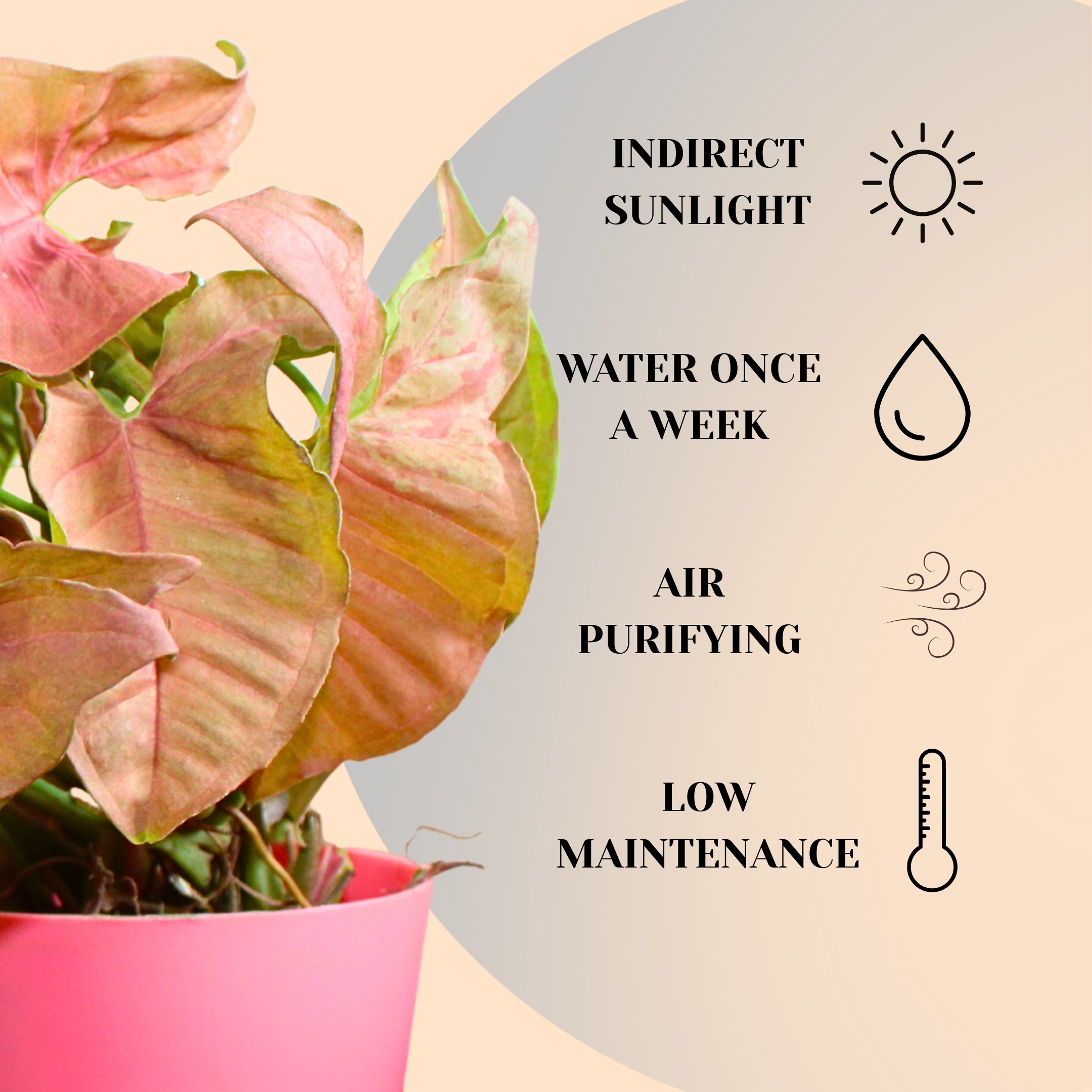 Live Syngonium Pink Neon Plant - With Self Watering Pot - Image 5