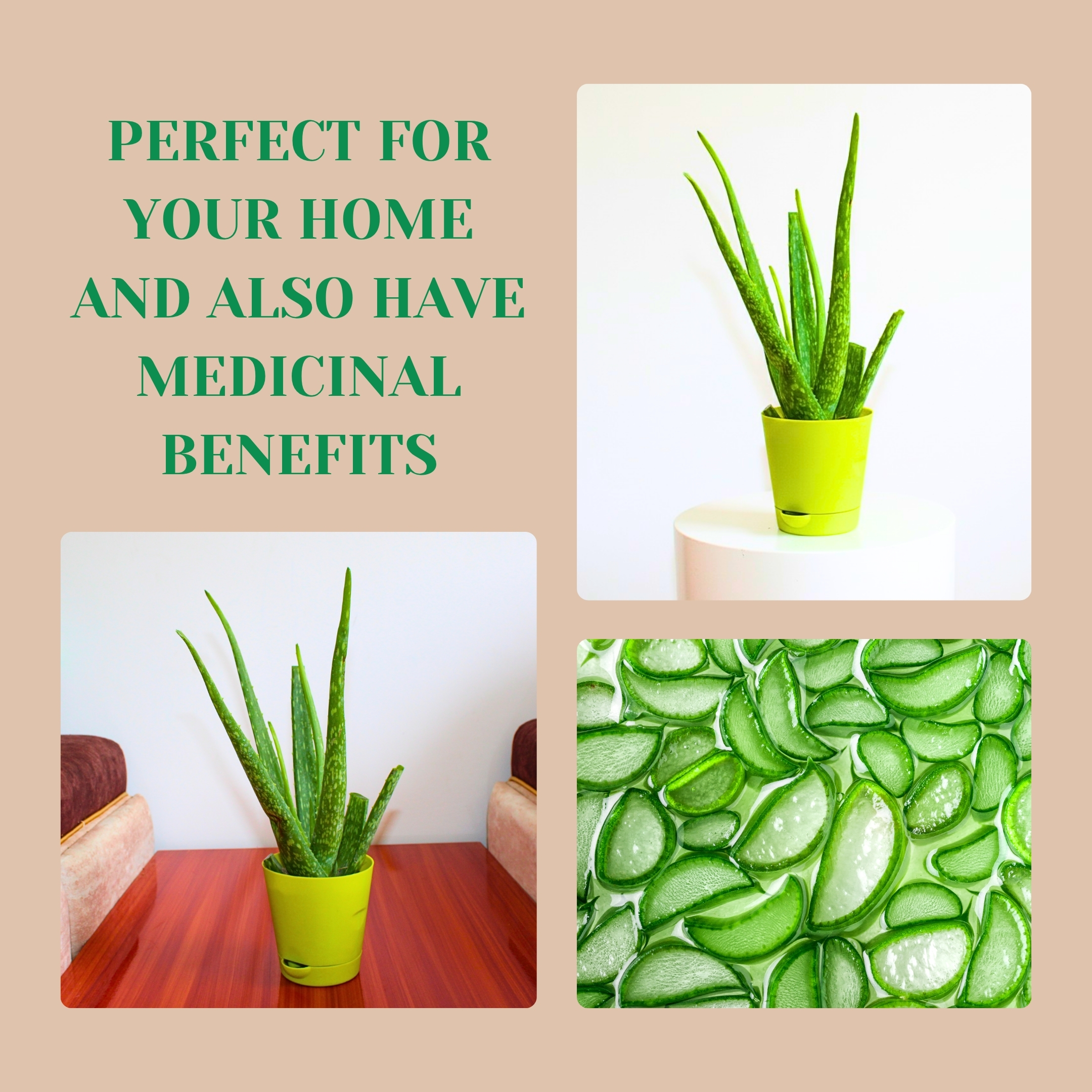 Live Aloe Vera Medicinal Succulent Plant - With Self Watering Pot - Image 6