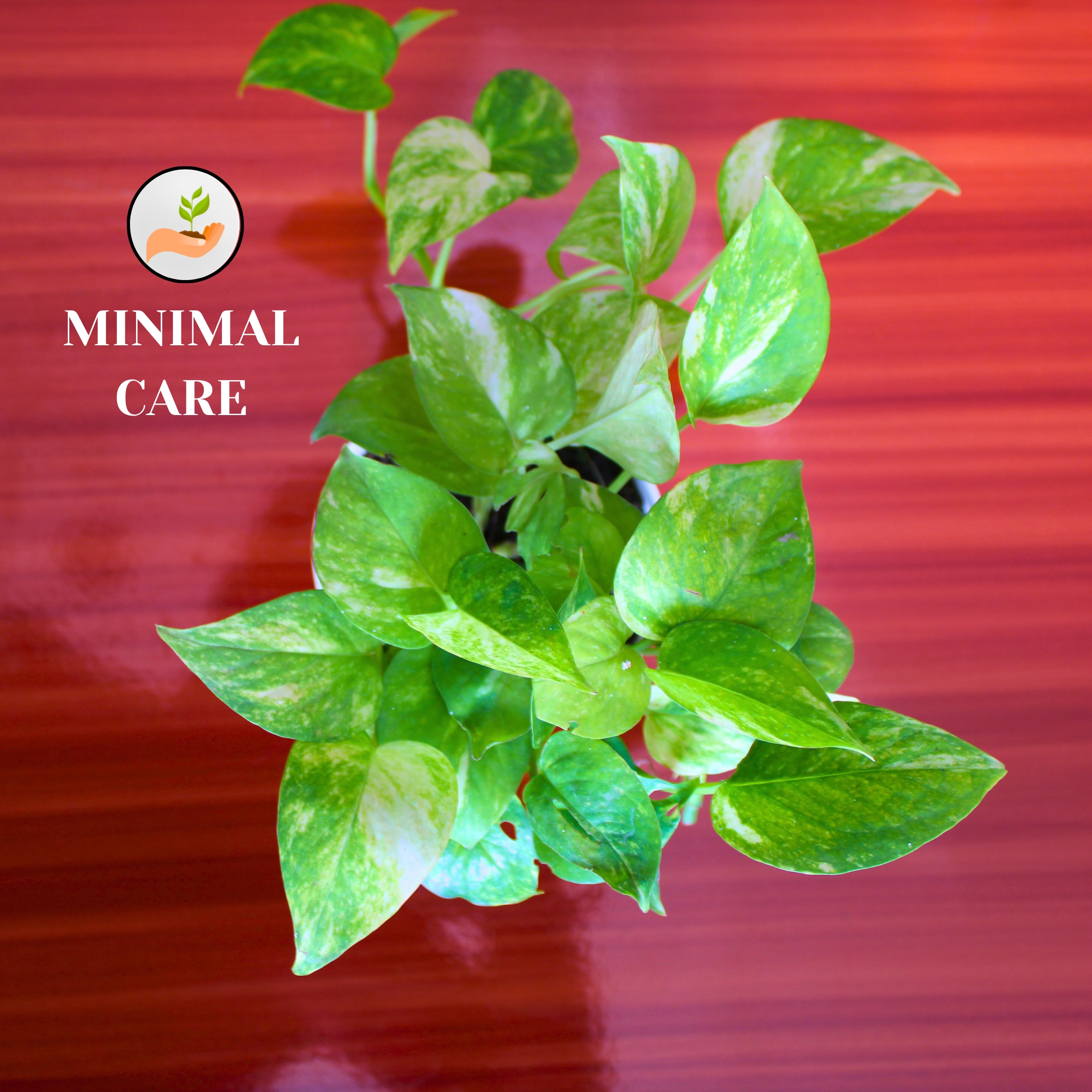 Good Luck Golden Money Plant (Variegated) - With Self Watering Pot - Image 5