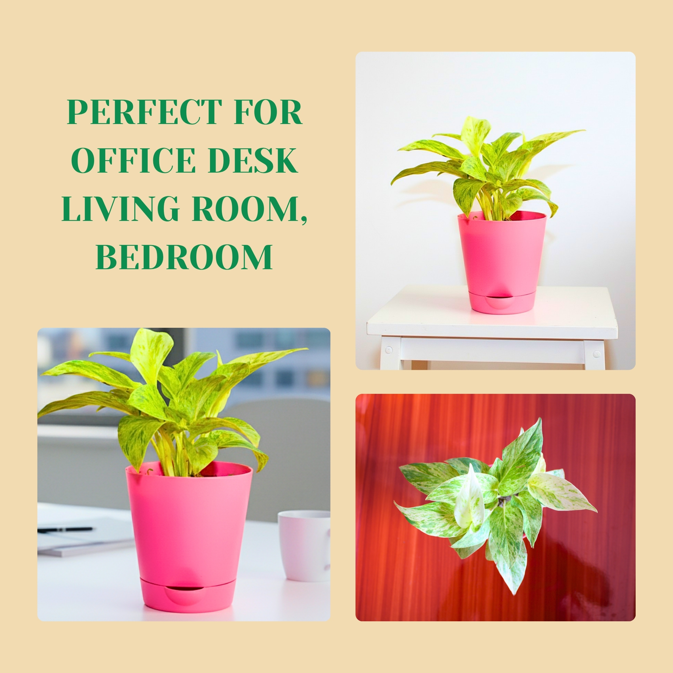 Marble Queen Money plant (Marble Queen Pothos) - With Self Watering Pot - Pack Of 2 - Image 6