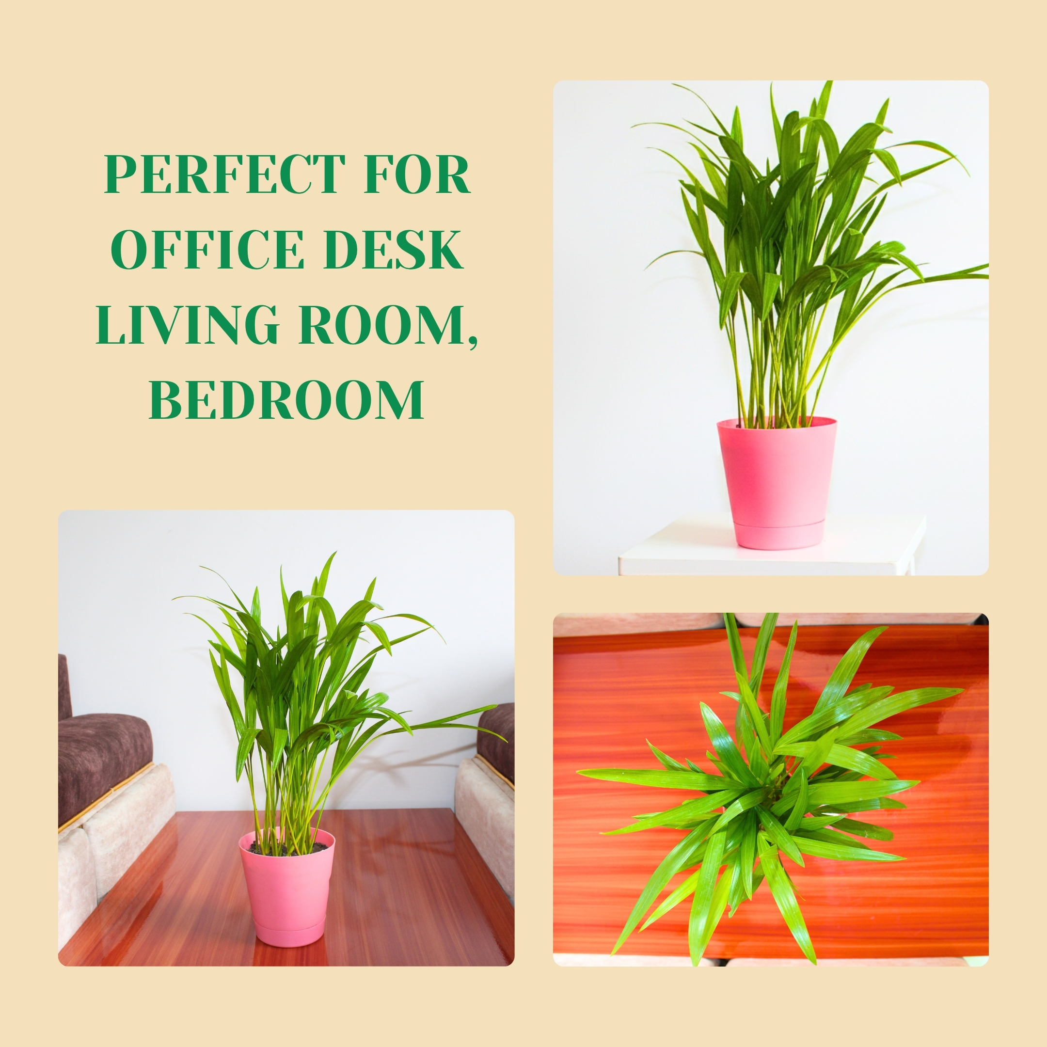 Areca Palm Plant With Self Watering Pot - Image 6