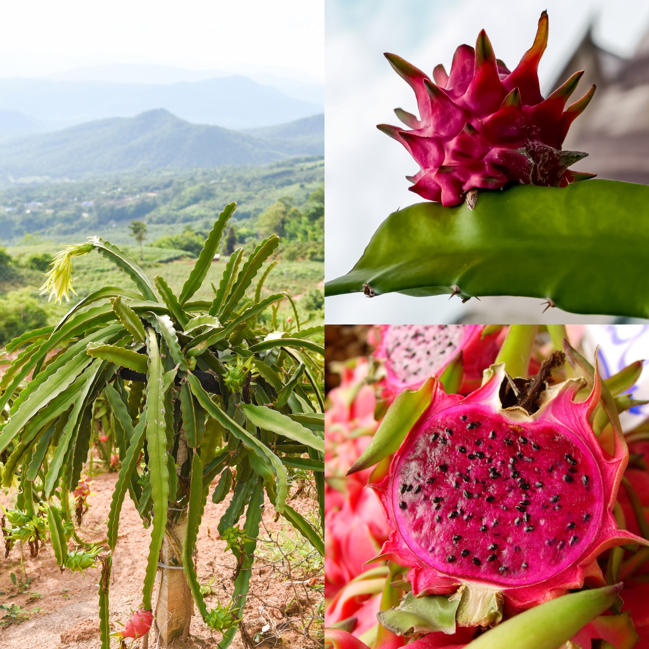 Dragon Fruit - Plant (Pink Flesh) - Image 6