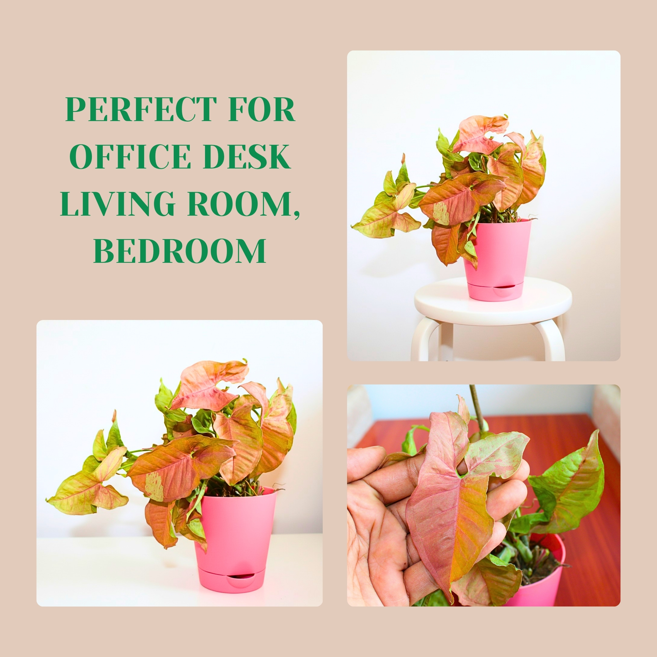 Live Syngonium Pink Neon Plant - With Self Watering Pot - Image 6