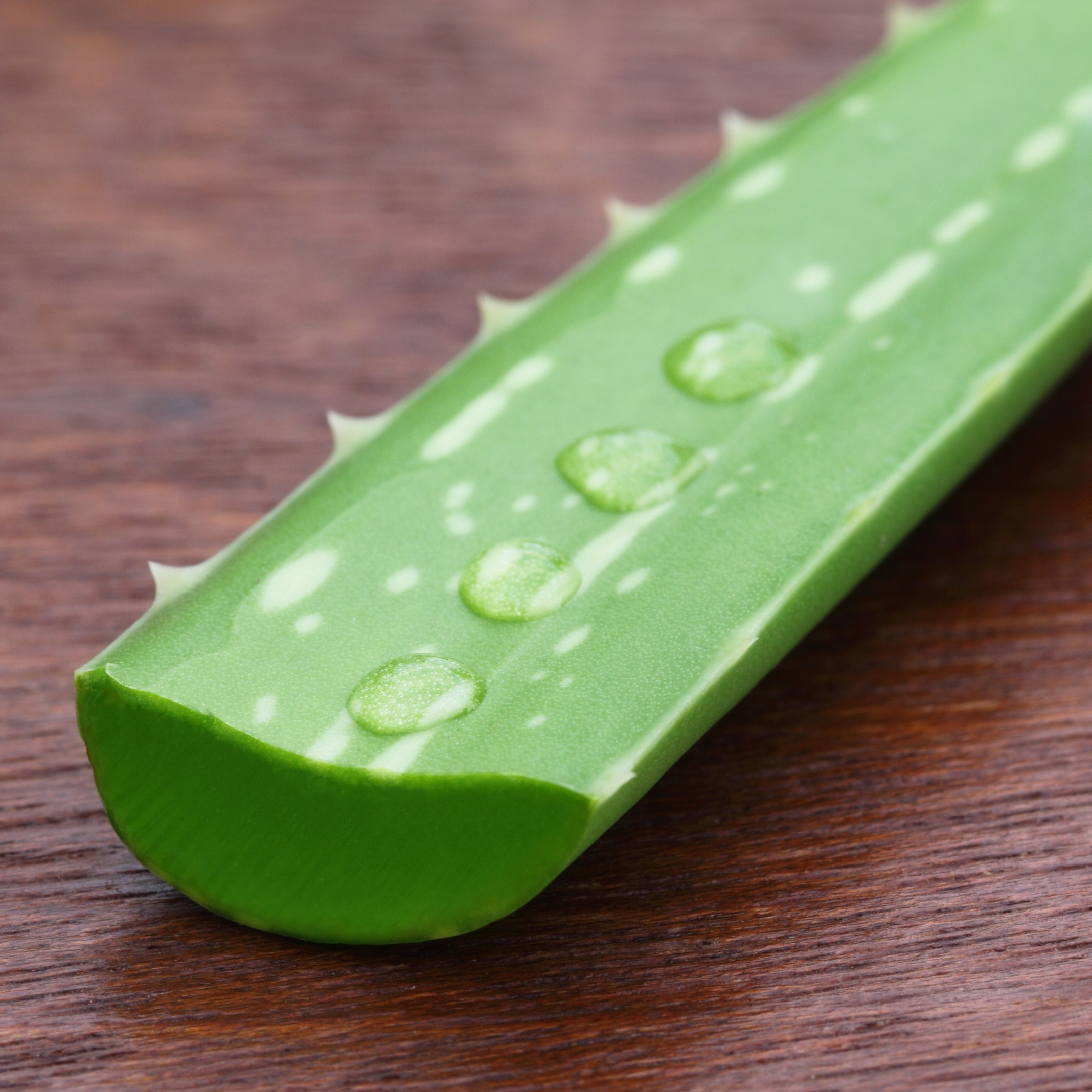 Live Aloe Vera Medicinal Succulent Plant - With Self Watering Pot - Image 5