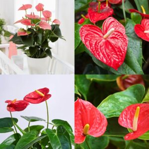 Anthurium flower seeds