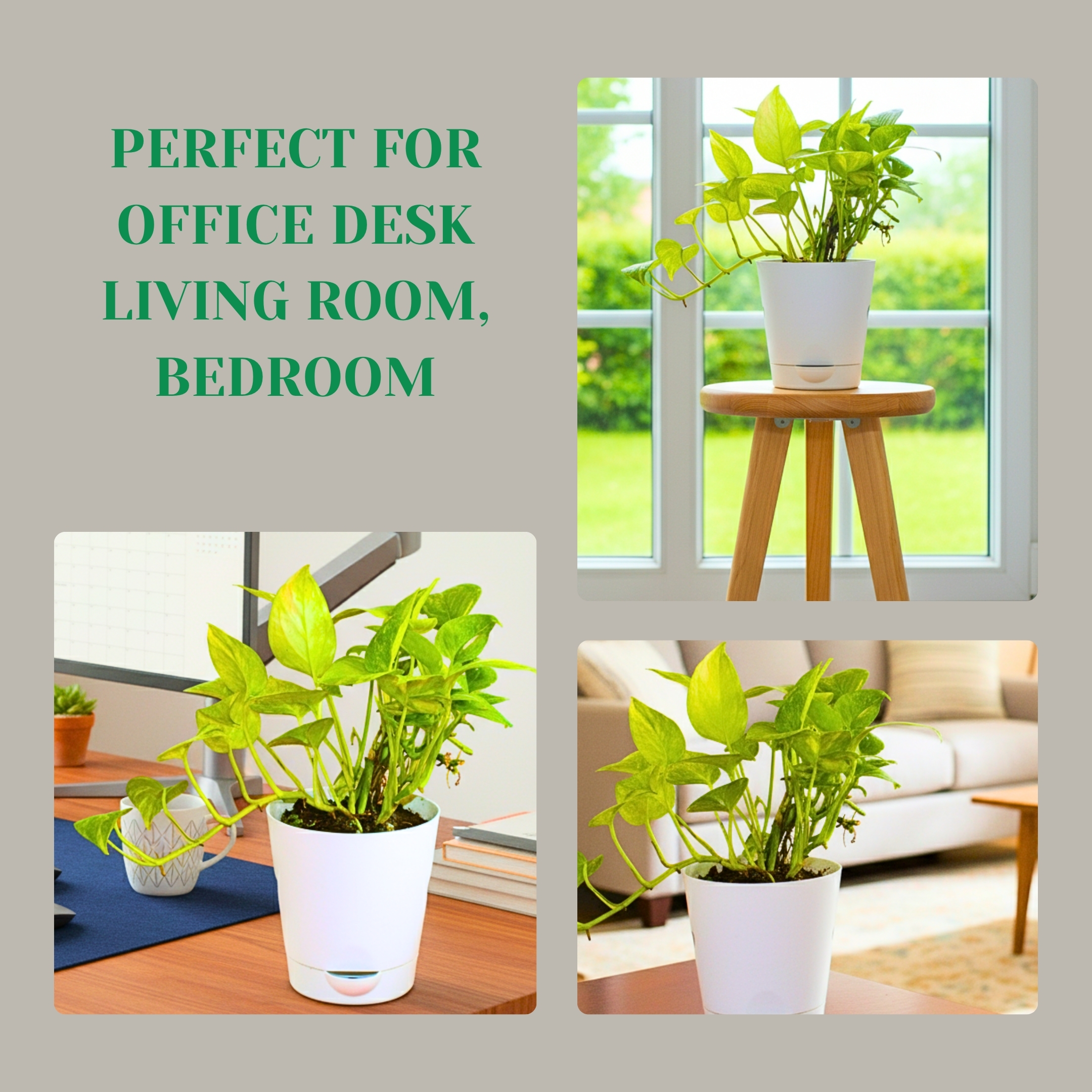 Good Luck Golden Money Plant (Variegated) - With Self Watering Pot - Image 6