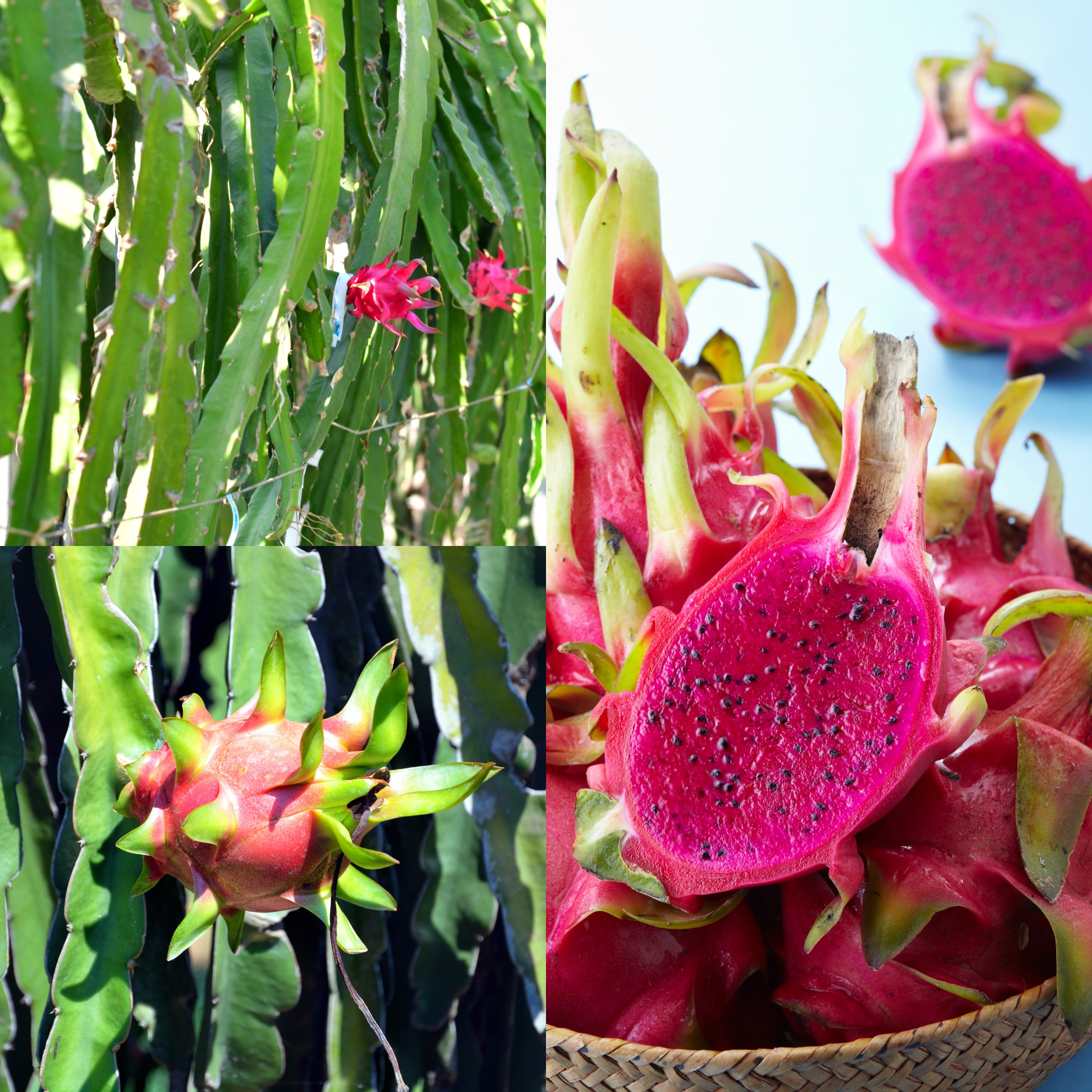 Dragon Fruit - Plant (Pink Flesh) - Image 7