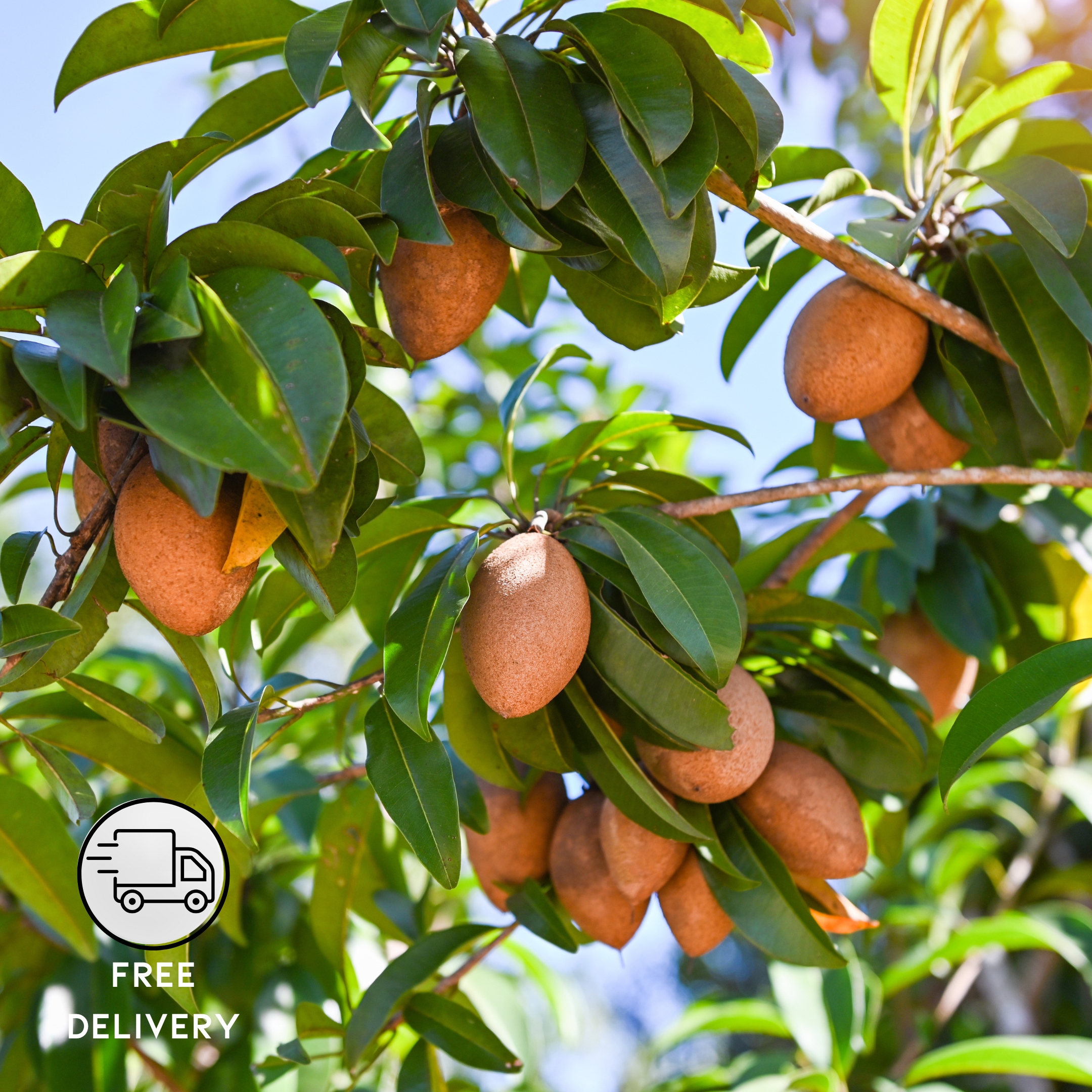 Chikoo Fruit Plant, Sapota, Chiku Fruit (Grafted) - Sapodilla Plant - Pack Of 2