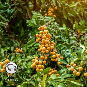 Longan Fruit Plant “Dragon Eye Plant”