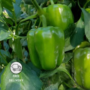 Capsicum Plant, Shimla Mirch, Bell Peppers Plant