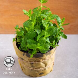 Common Mint Plant, Pudina Plant (Mentha) - Pack Of 2
