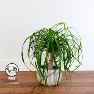 Ponytail palm Plant, Elephant's Foot Plant (Beaucarnea recurvata)