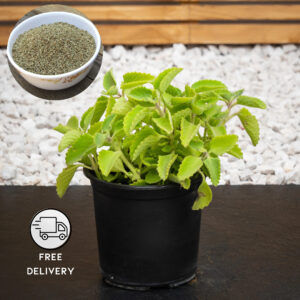 Mexican Mint Plant, Patharchur Plant, Ajwain Leaves Plant, (Joan/Karpooravalli/Omavalli/Panikoorka)