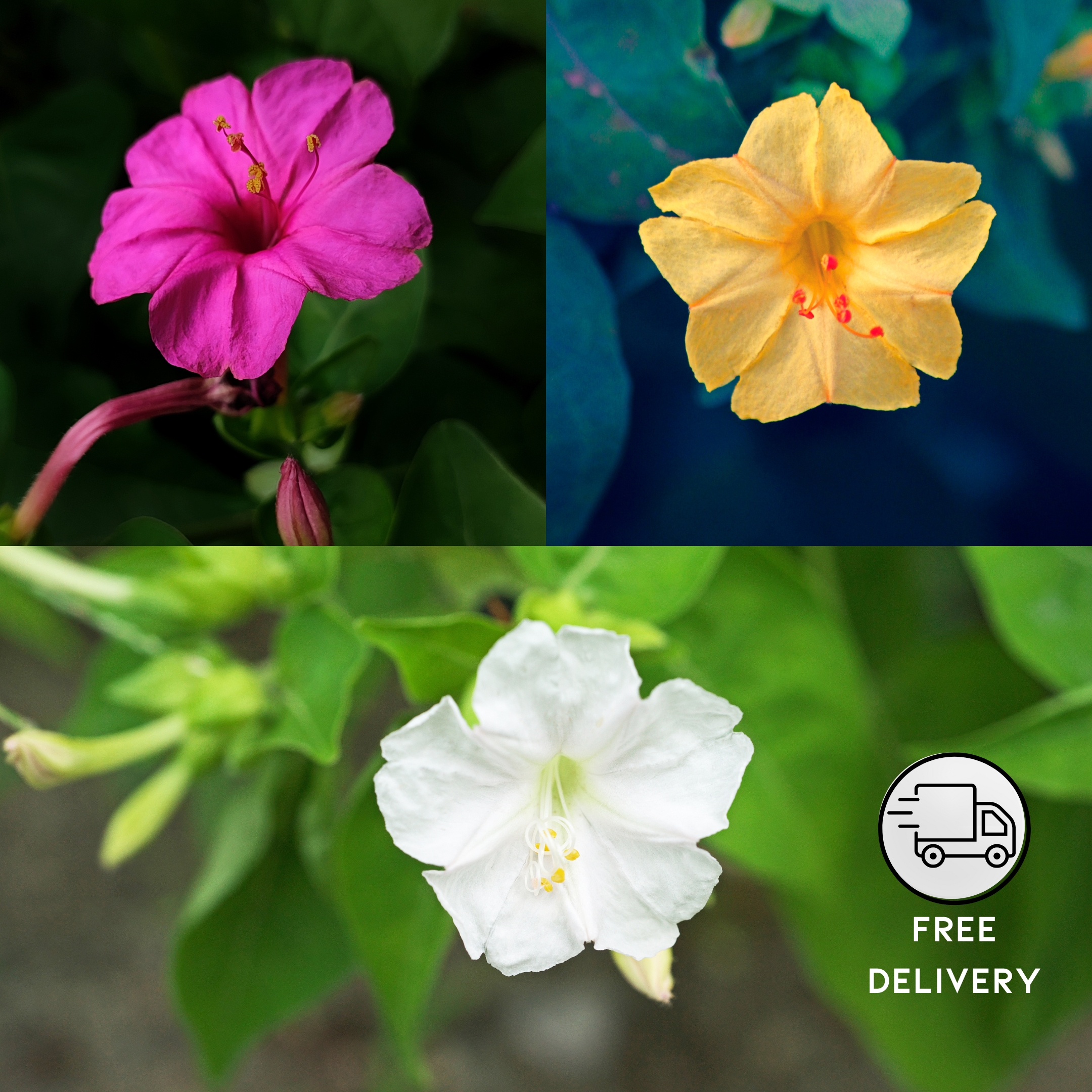 Four o Clock Flower Plant, Sandhyamani Plant (Mirabilis jalapa) - Pack Of 2