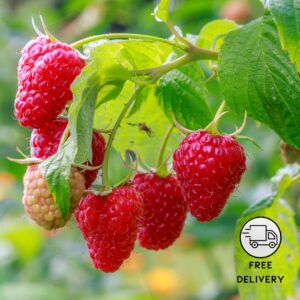 Raspberry Live Fruit Plant