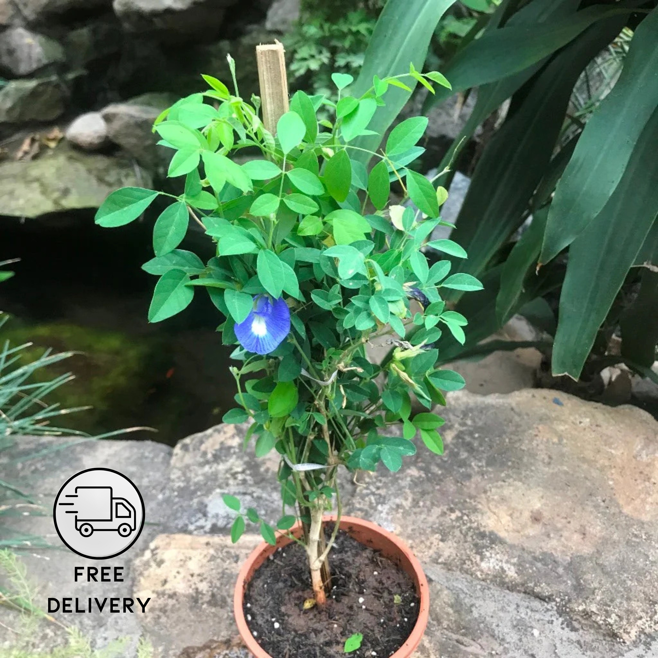 Aparajita Flower Plant, Butterfly pea plant (Clitoria Ternatea)