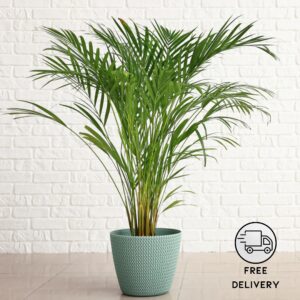 Areca Palm Plant