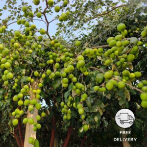 Ber Apple Hybrid Fruit Plant