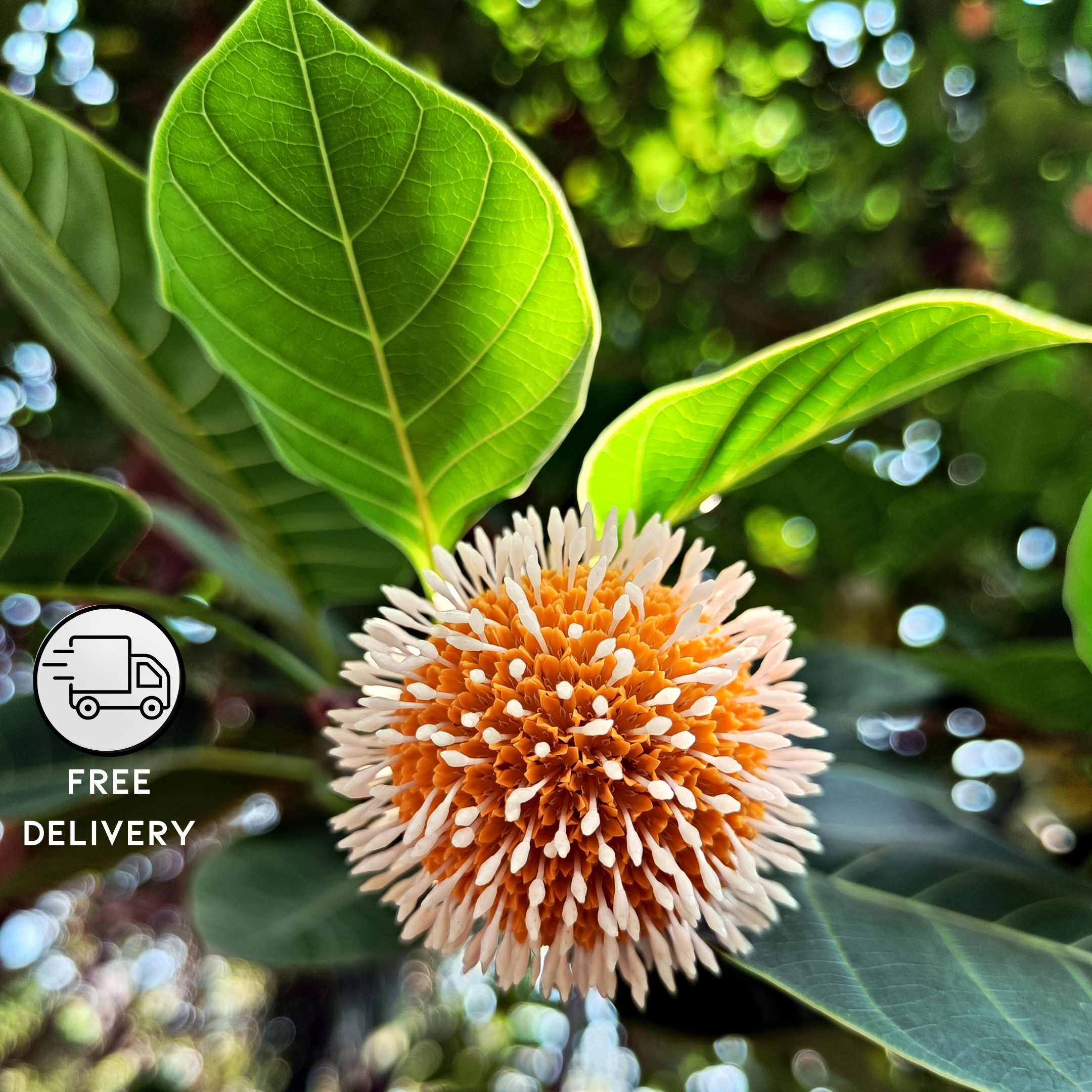 Kadam Tree, Kadamb Plant, Burflower Tree