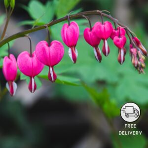 Bleeding Heart Plant (Lamprocapnos spectabilis)