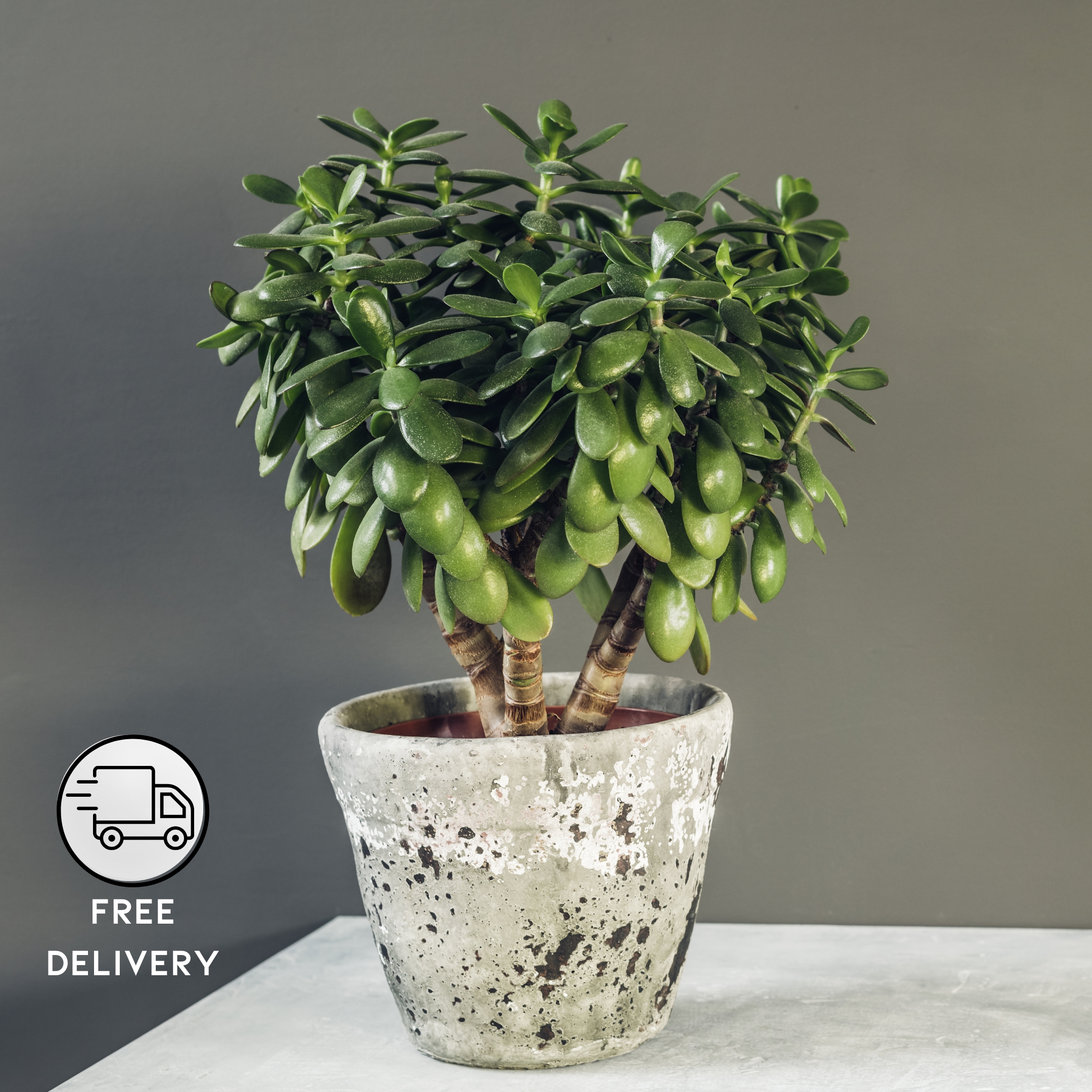 Mini Cute Jade Plant, Crassula ovata - Pack Of 2