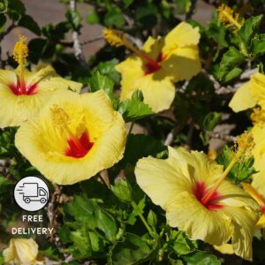 Yellow Hibiscus Live Flowering Plant