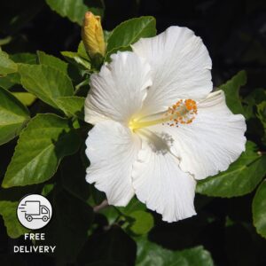 White Hibiscus Live Flower Plant, Gudhal  Flower
