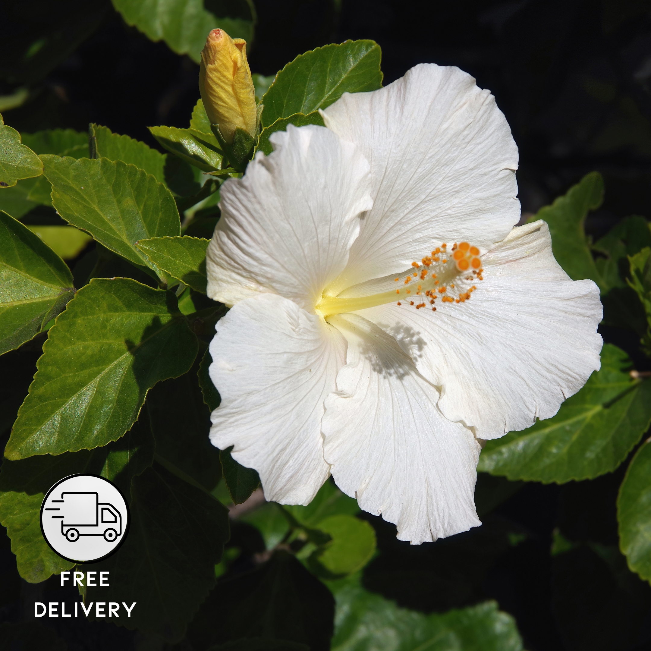 White Hibiscus Live Flower Plant, Gudhal Flower - Pack Of 2