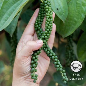 Black Pepper Plant, (Kali Mirch)