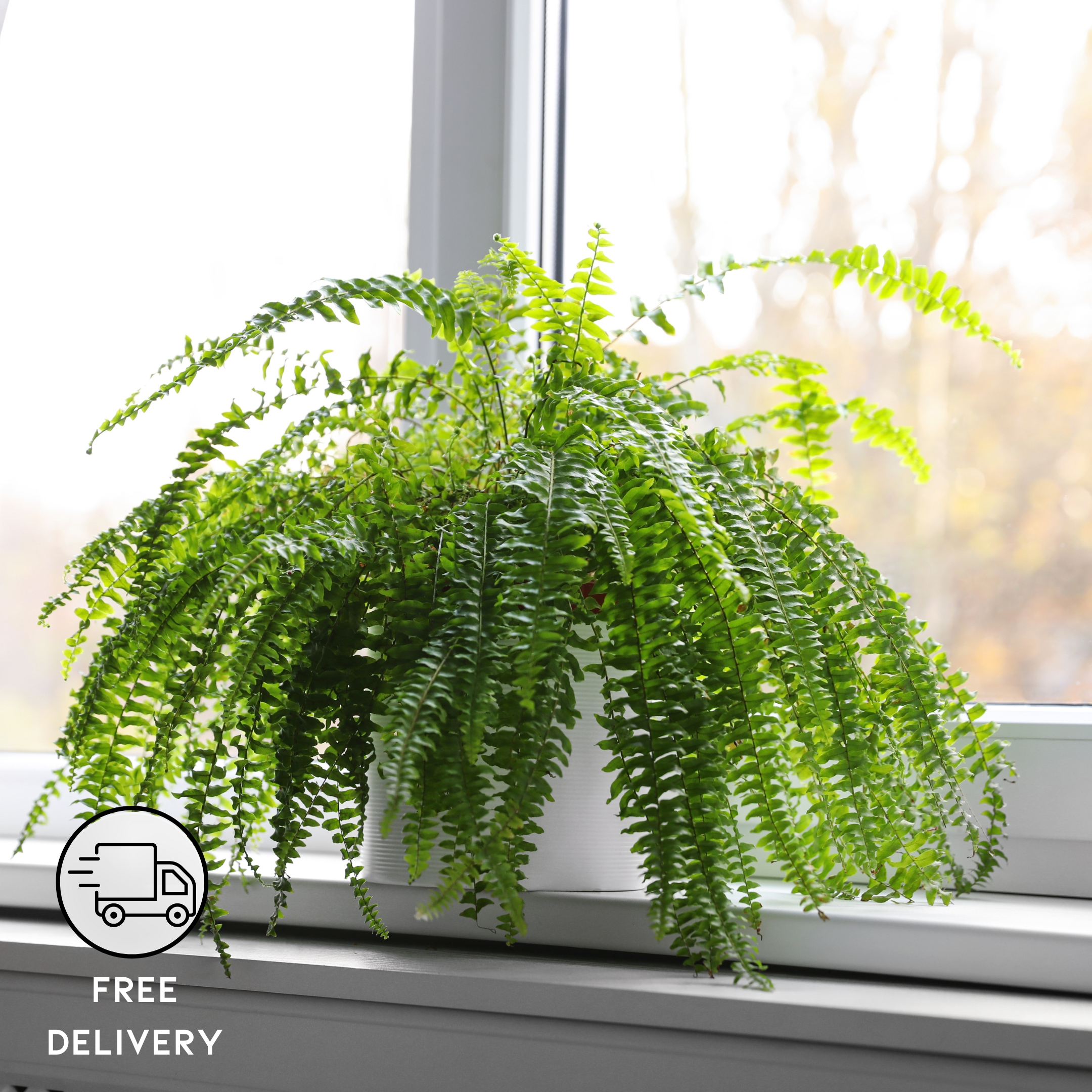 Boston Fern Plant, Nephrolepis exaltata bosteniensis - Pack Of 2