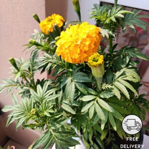 African Marigold Plant