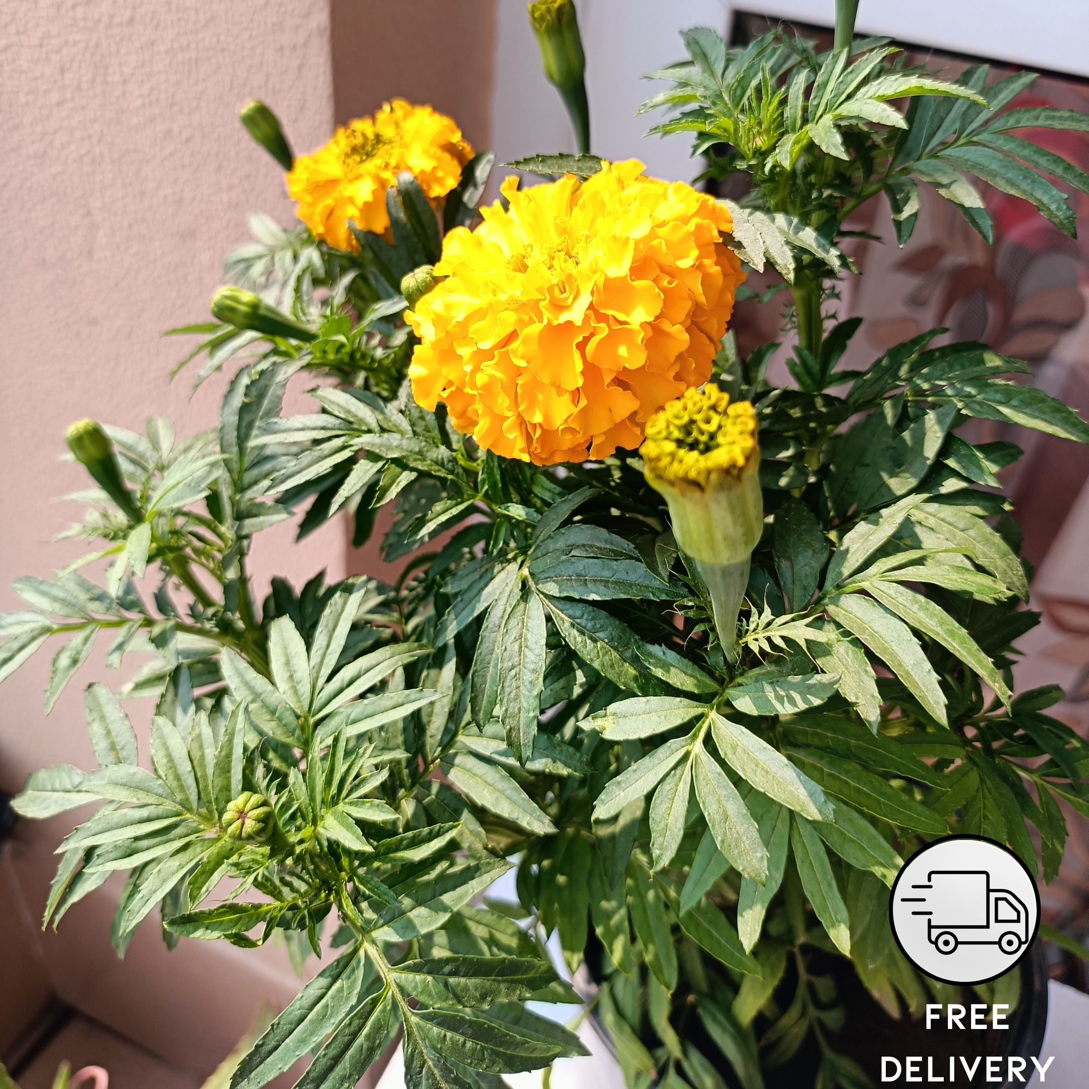 African Marigold Plant