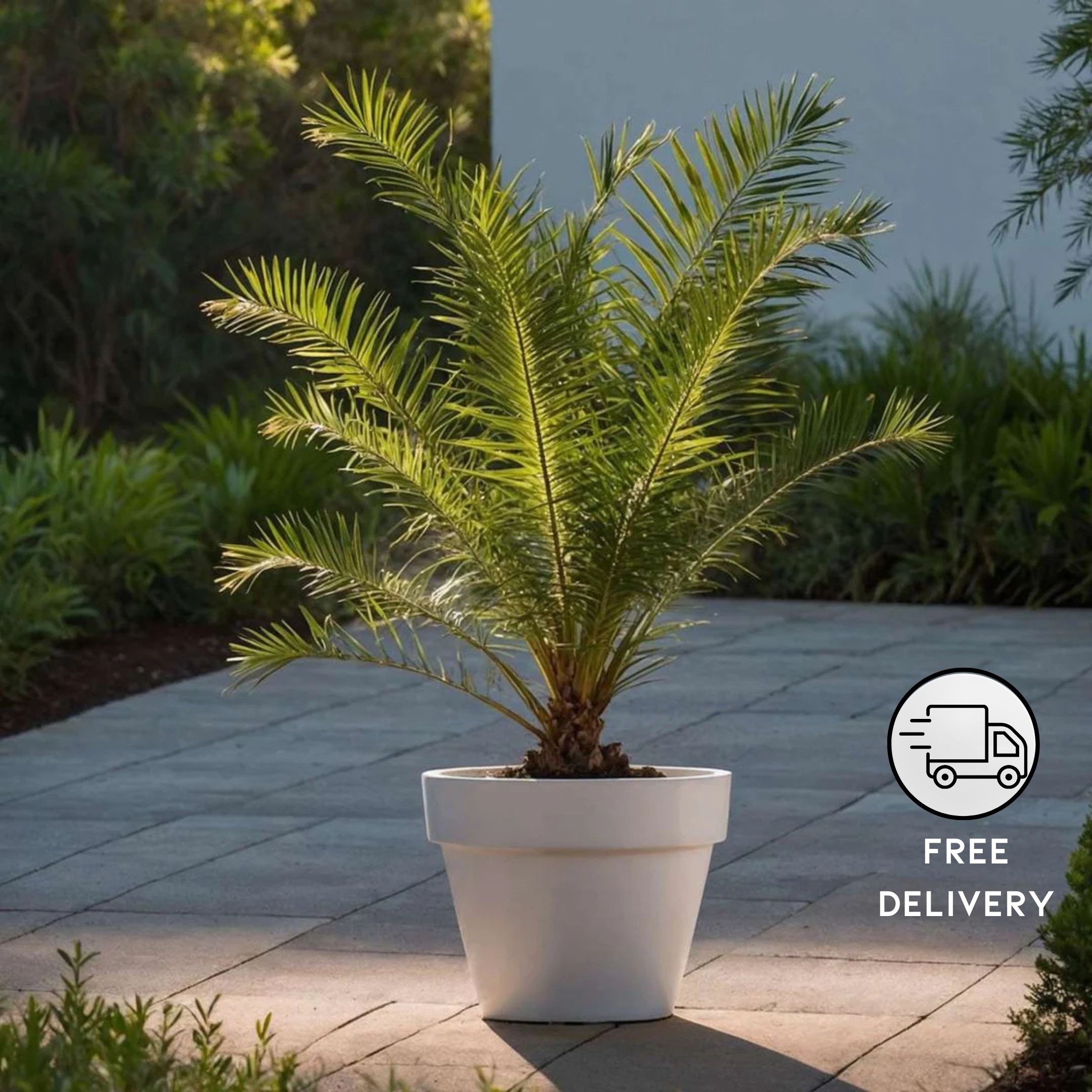 Phoenix Palm Plant, (Phoenix Canariensis) - Pack Of 2