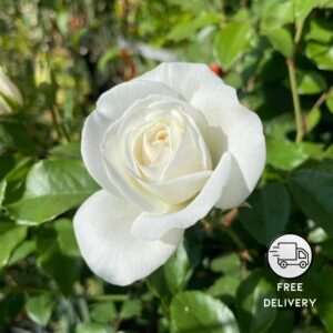 White Rose Flower Plant, Gulab