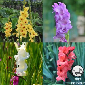 Gladiolus Bulbs (Random color) (set of 10)