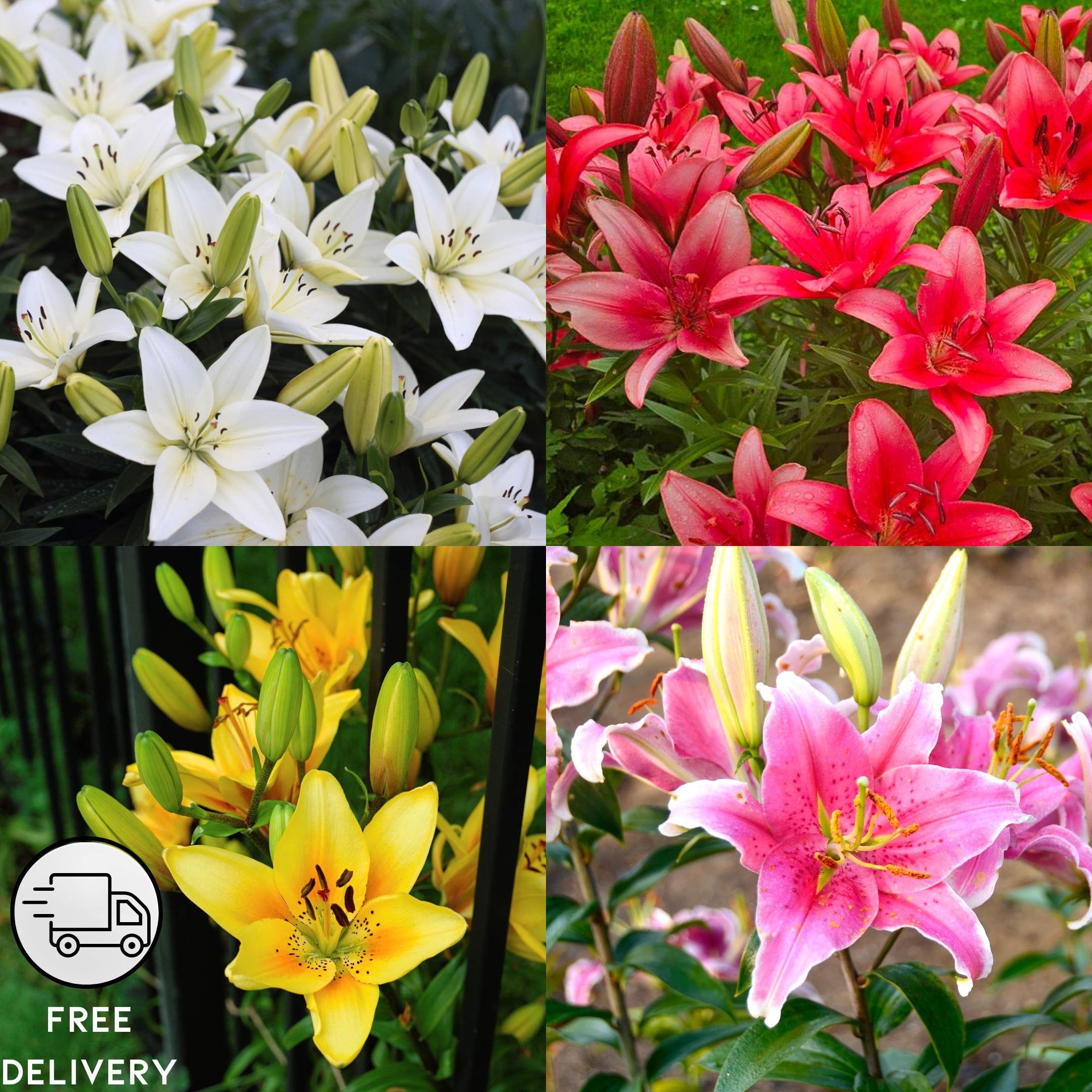 Lily Flower Bulbs (Set Of 5)