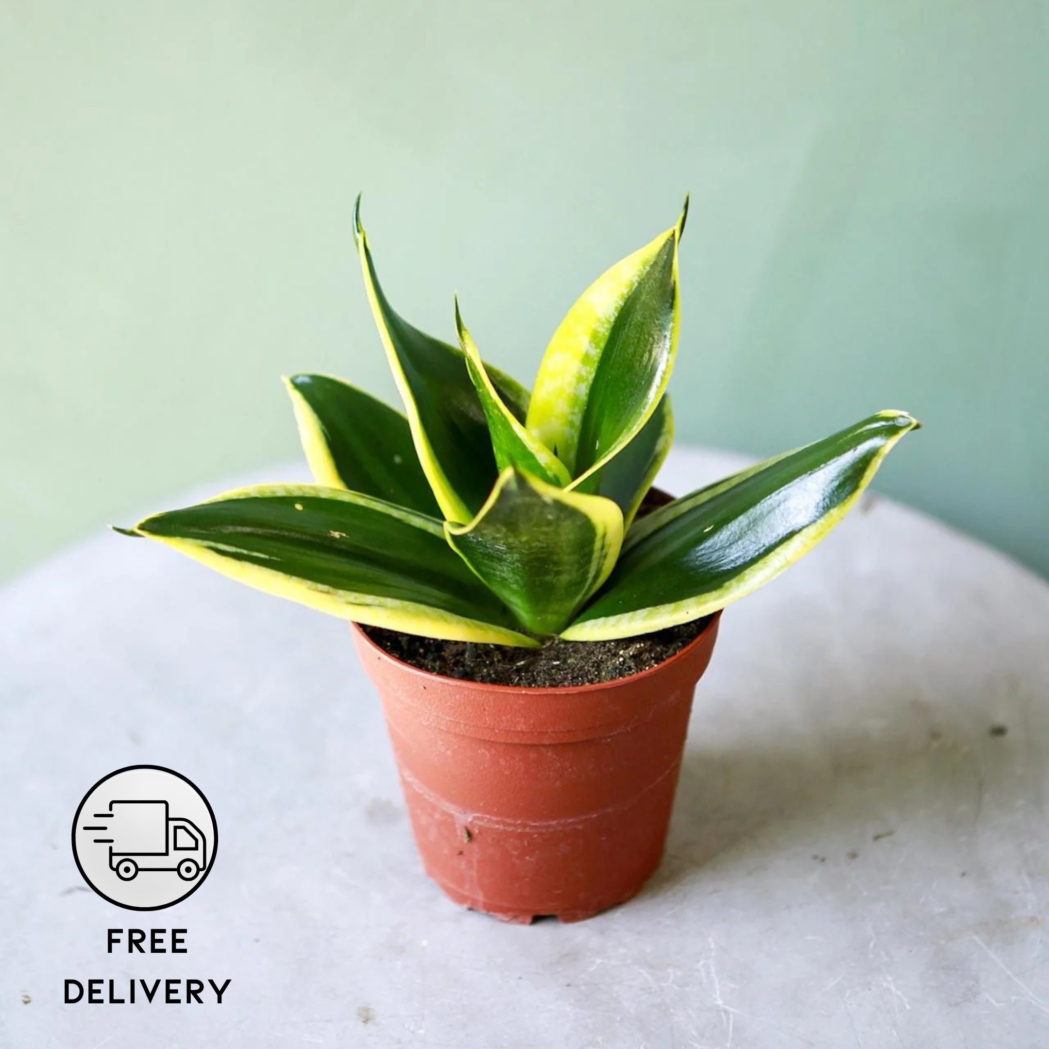 Snake Plant - Golden Hahnii Without Pot