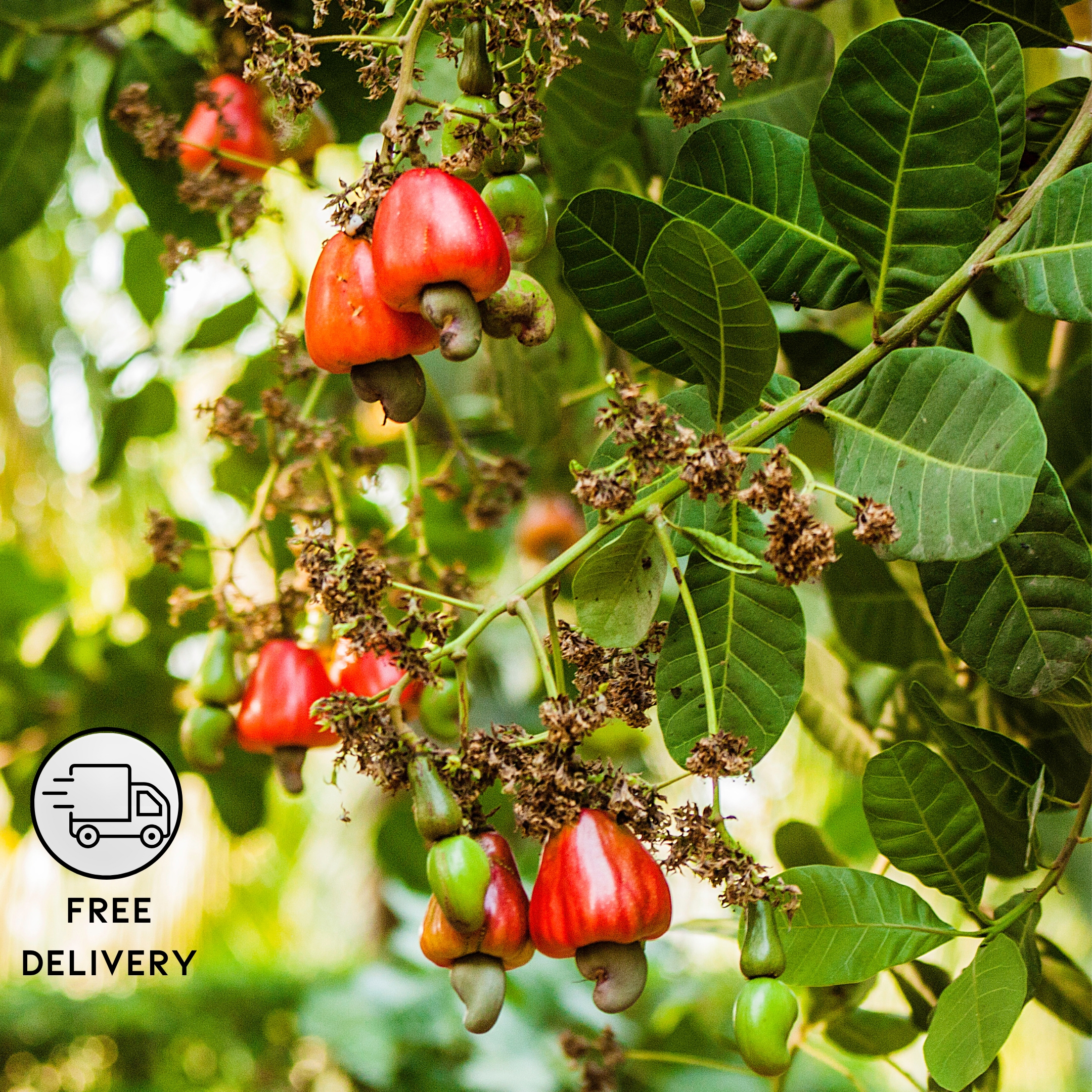 Cashew Hybrid Nut Plant, Kaju Plant - Pack Of 2