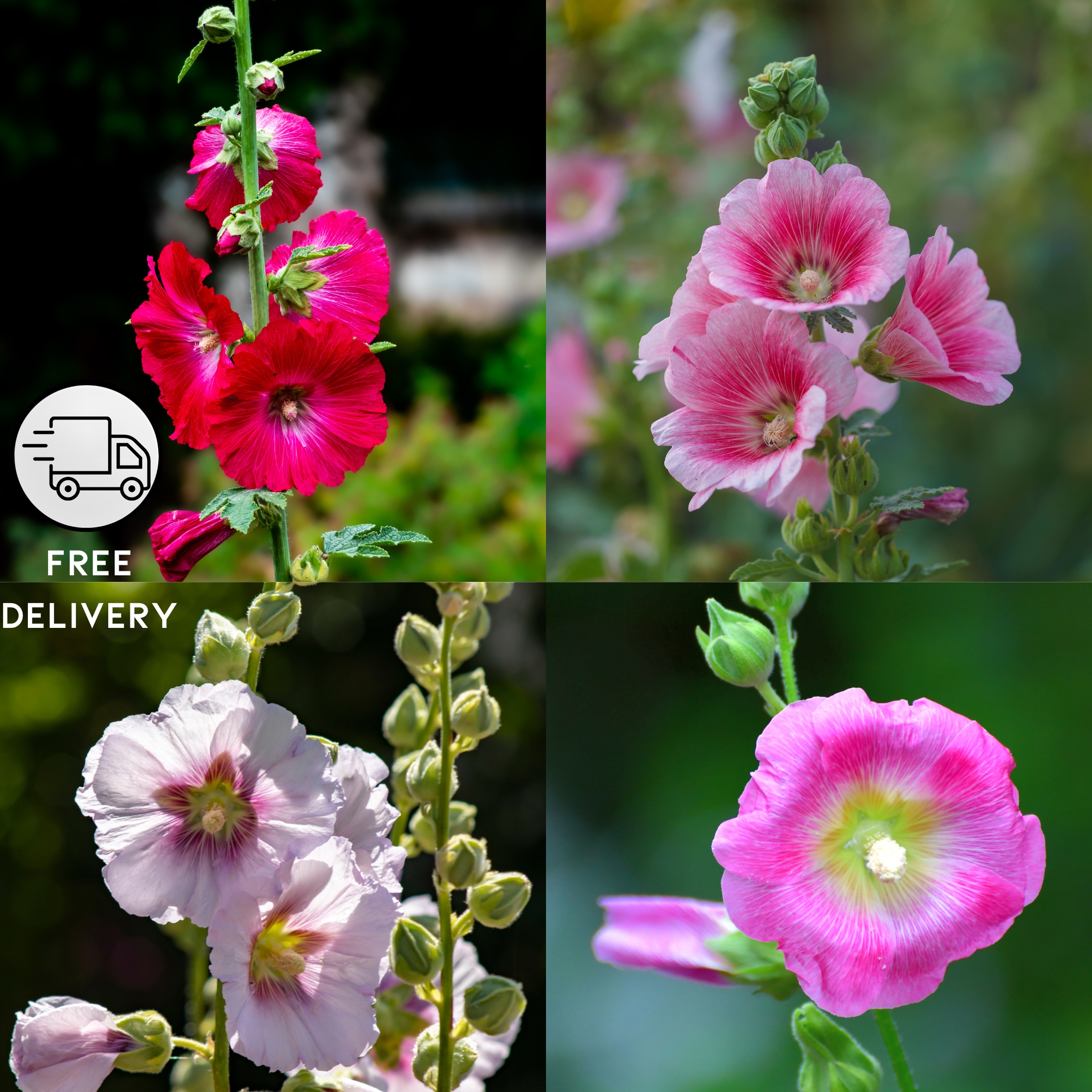 Hollyhock Flower Seeds Mix Color - Pack Of 20