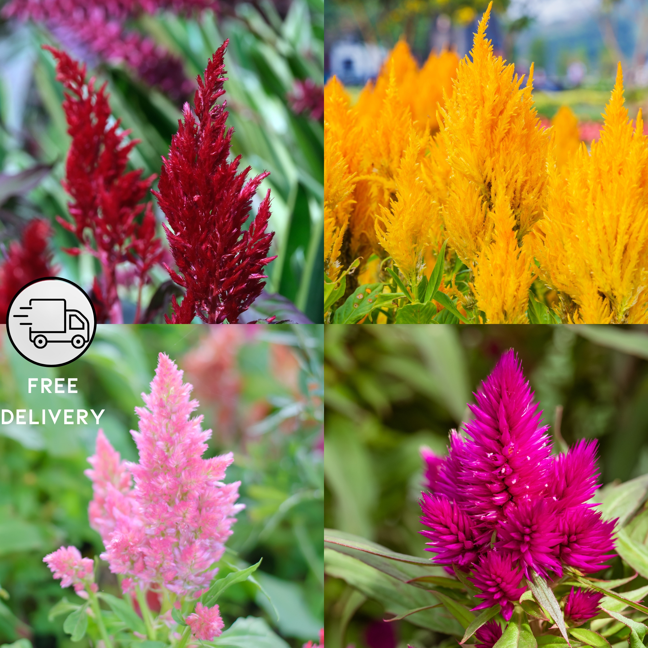 Celosia plumosa Mixed Color Flower Seeds - Pack Of 25