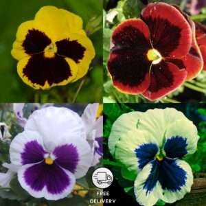 Pansy Flower Seeds "Swiss Giant" Mix Color Flower, High Germination Seeds - Pack Of 10