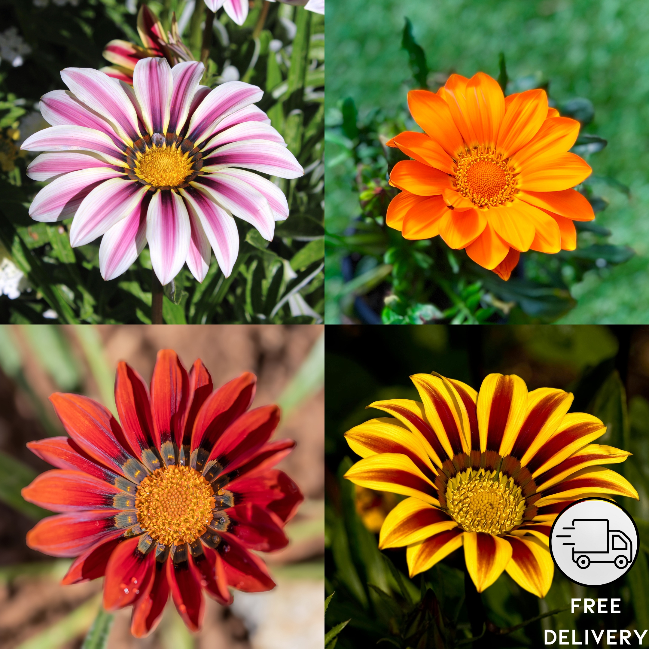 Gazania Flower Mix Color Seeds - Pack Of 15