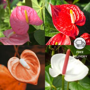 Anthurium Hybrid Flower Seeds Mix Color - Pack Of 10