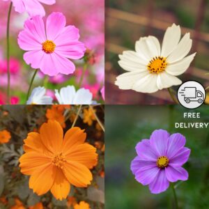 Cosmos Flower Hybrid Seeds, Mixed Colors - Pack Of 10