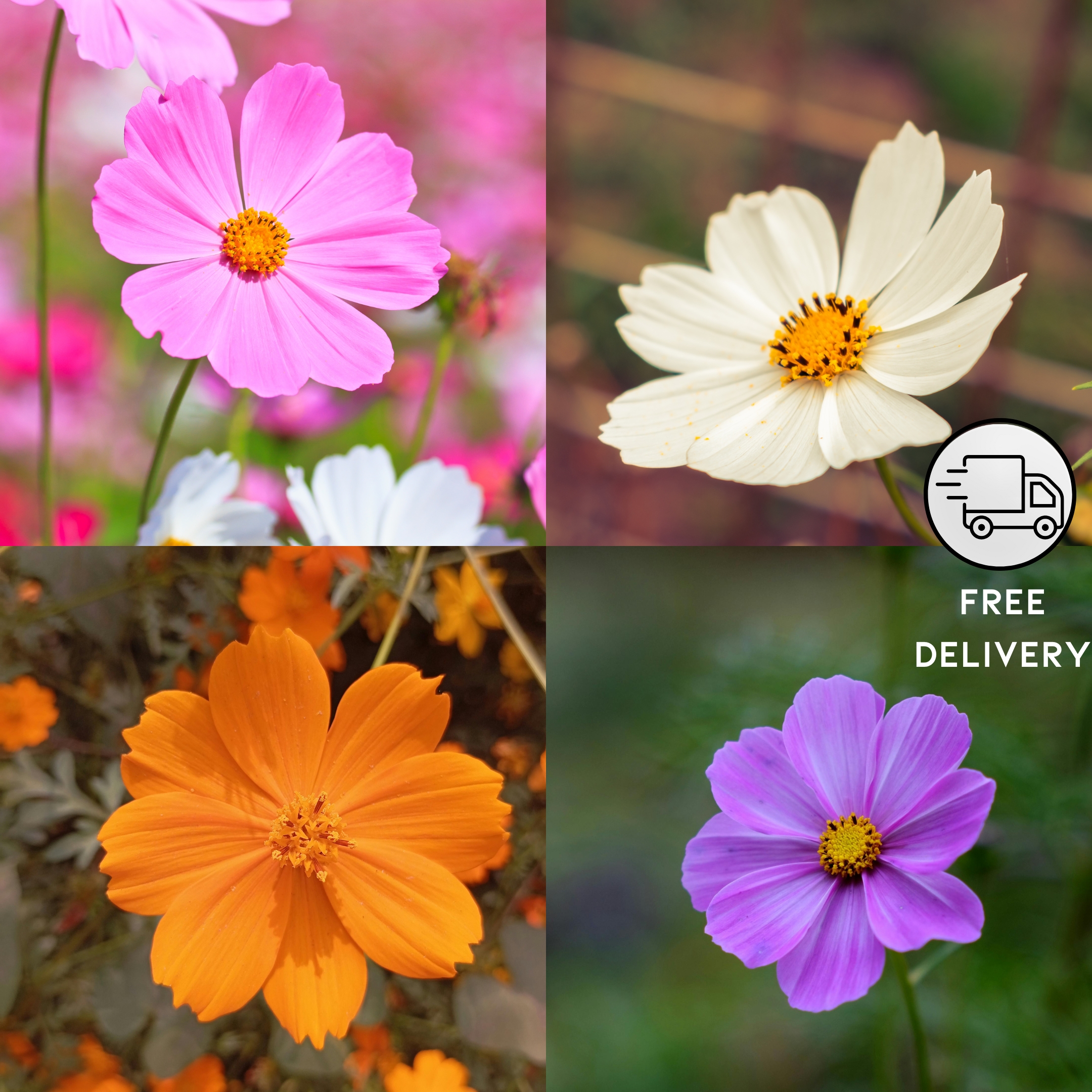 Cosmos Flower Hybrid Seeds, Mixed Colors - Pack Of 20
