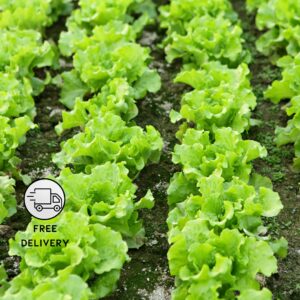 Lettuce Iceberg Seeds - Pack Of 100
