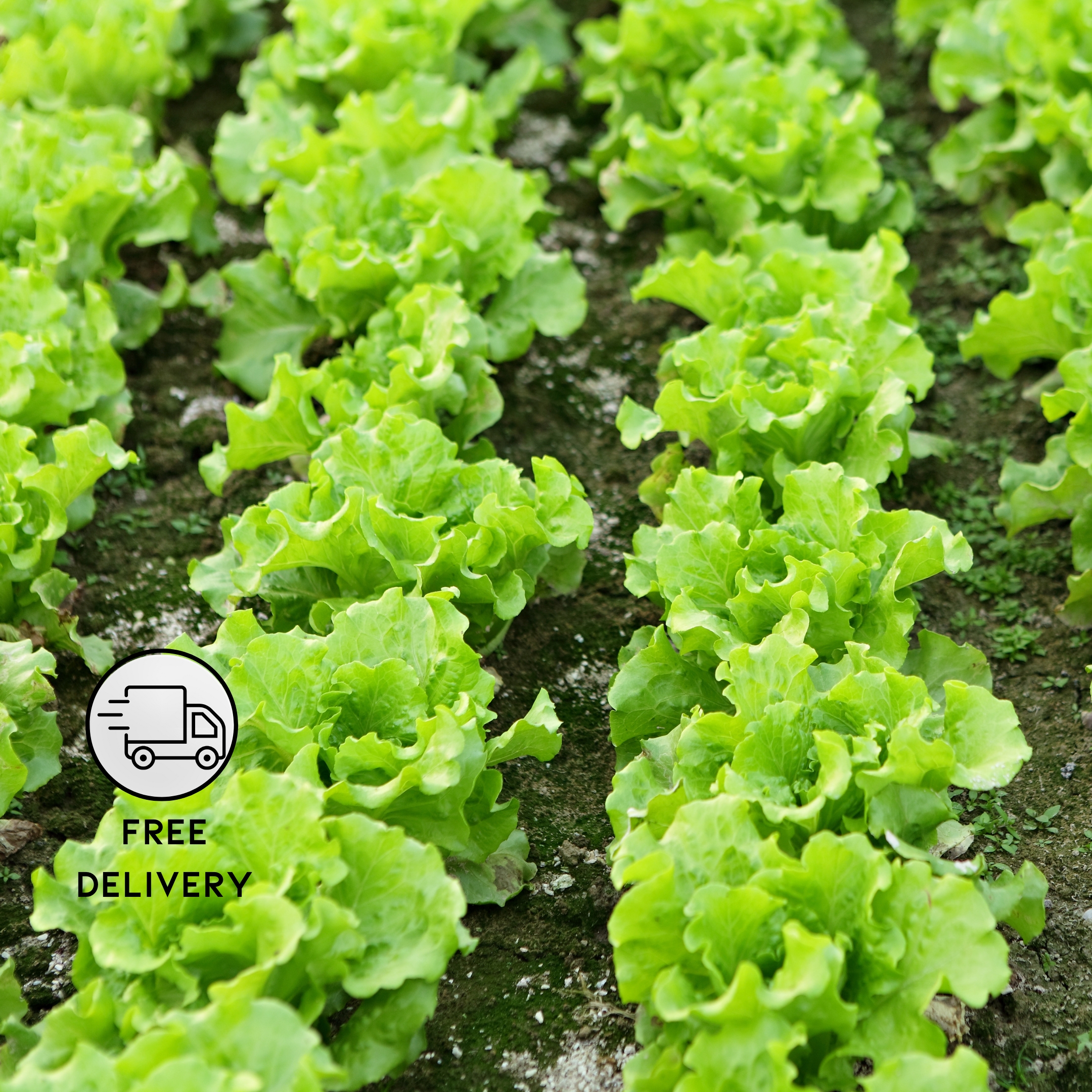 Lettuce Iceberg Seeds - Pack Of 30