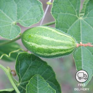 Pointed Gourd (Parwal) Hybrid High Germination Seeds - Pack Of 10