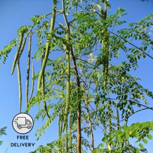 Moringa Drumstick Seeds (Saijan) - Pack Of 50